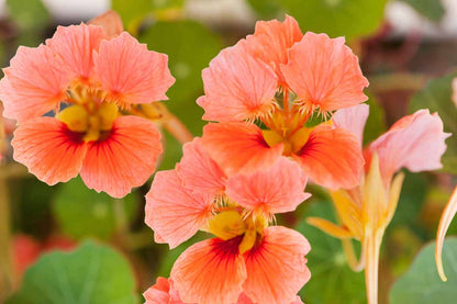 Dark Pink flower seeds