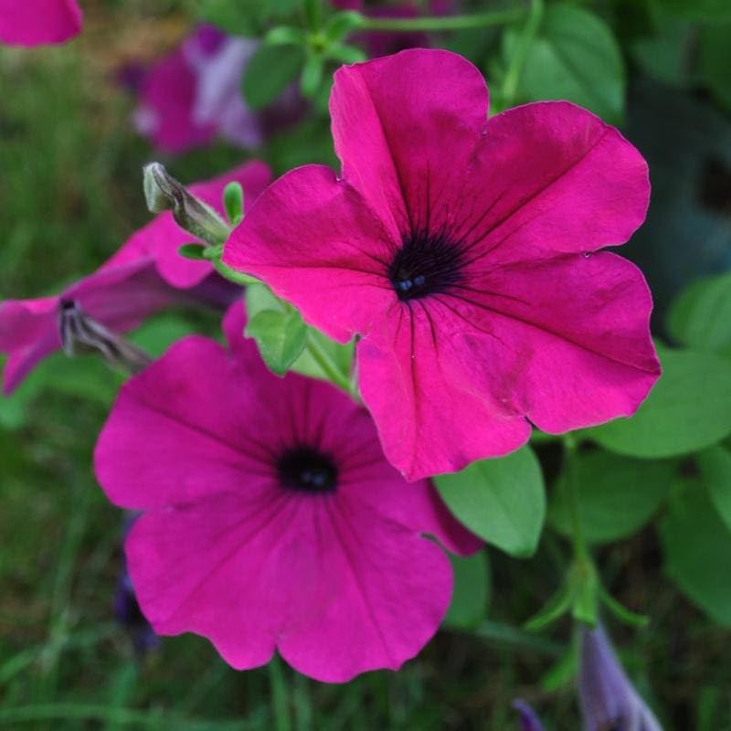 Dark Pink flower seeds