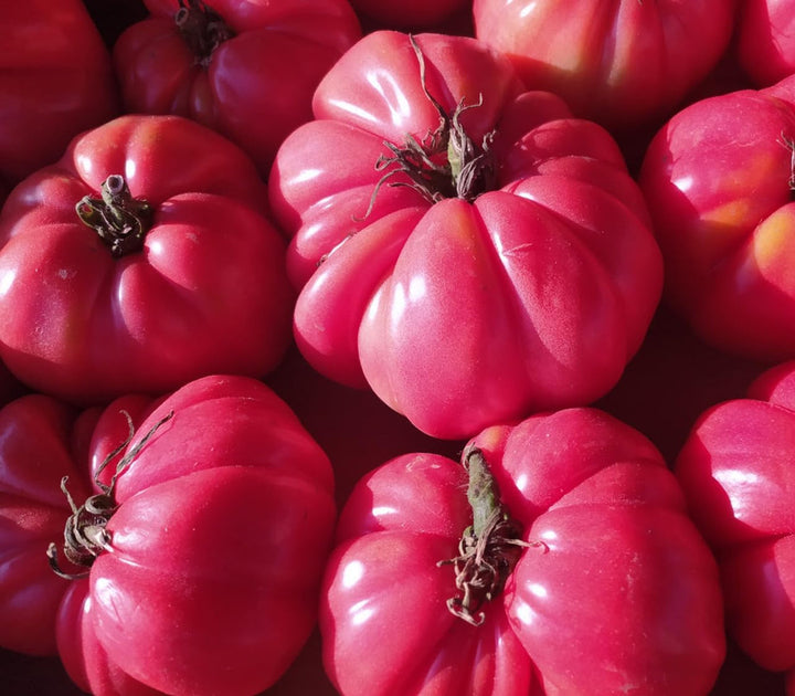 Dark Pink Tomato Seeds