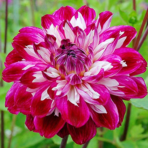 Dark Pink flower seeds