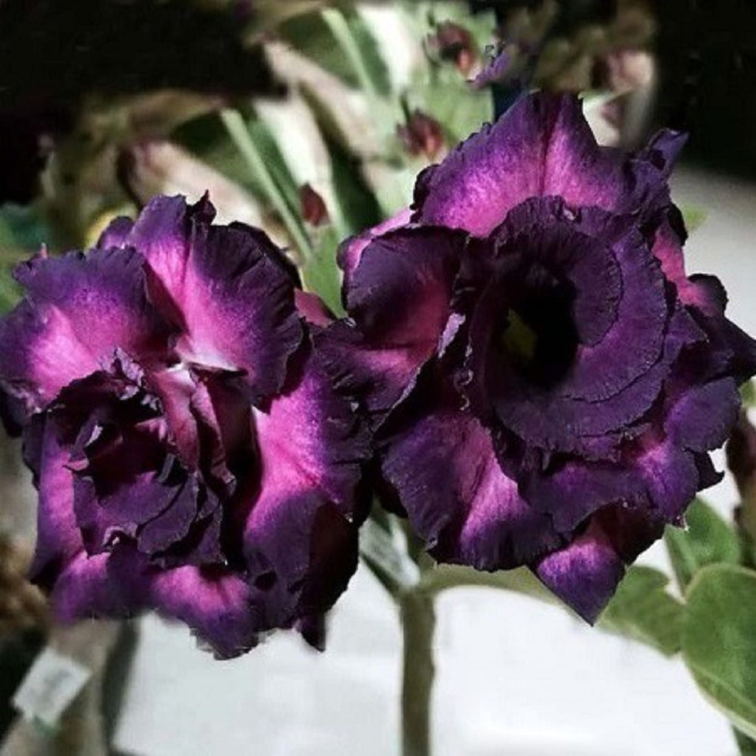 Dark Purple flower seeds