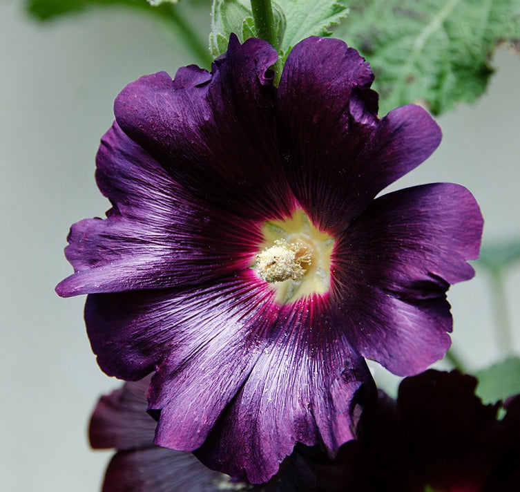 Dark Purple flower seeds