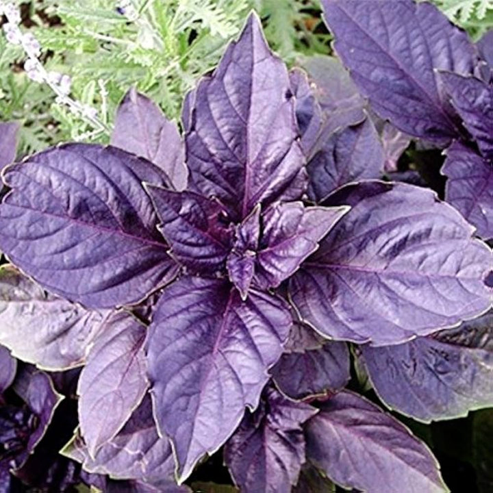 Dark Purple Basil Herb Seeds for Planting – Heirloom Non-GMO Garden Seeds