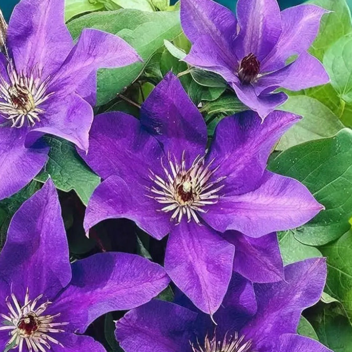 Dark Purple Clematis plant