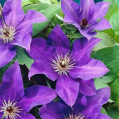 Dark Purple Clematis plant