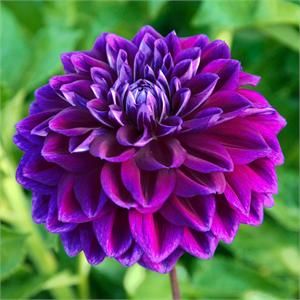 Dark Purple flower seeds