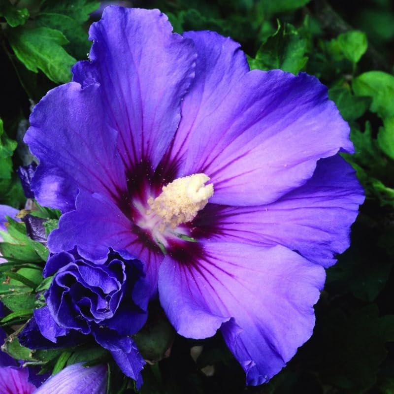 Dark Purple flower seeds