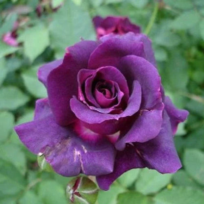 Dark Purple flower seeds