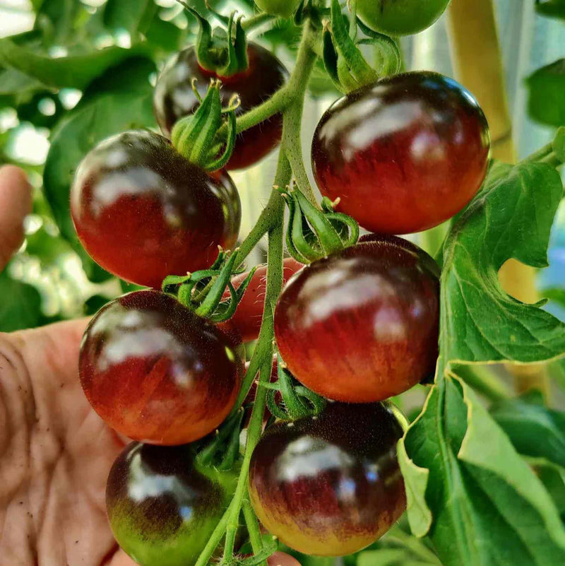 Indigo Rose Tomato Seeds for Planting – Heirloom Non-GMO Garden Seeds