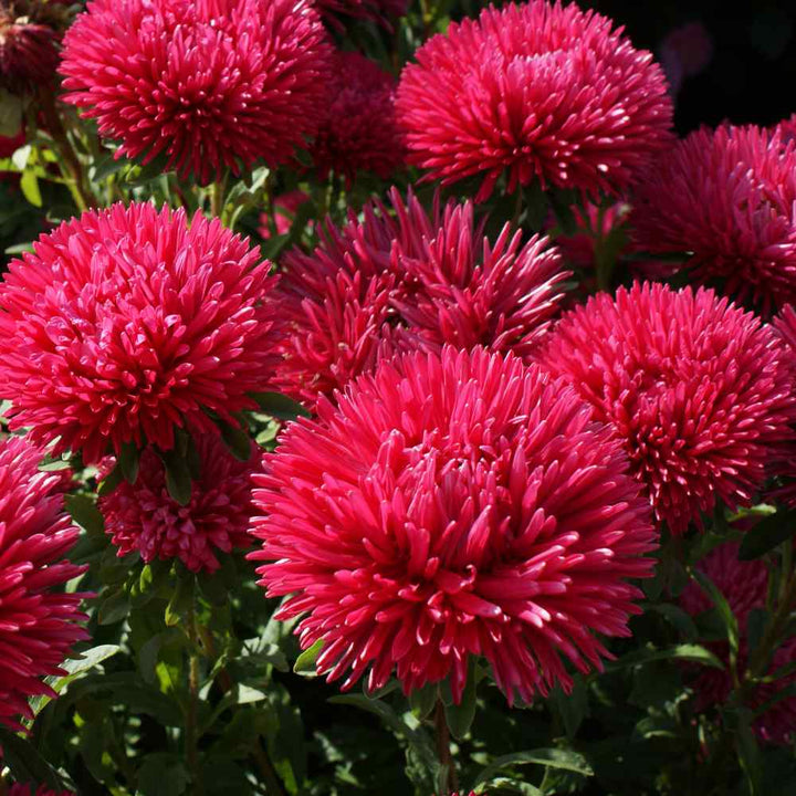 Dark Red flower seeds