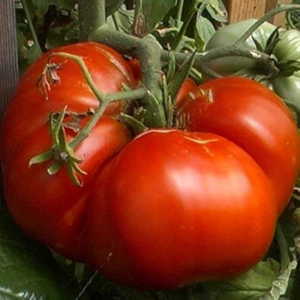 Dark Red Giant Tomato Seeds