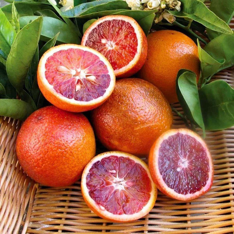 Red Lemon Fruit Seeds for Planting – Heirloom Non-GMO Garden Seeds