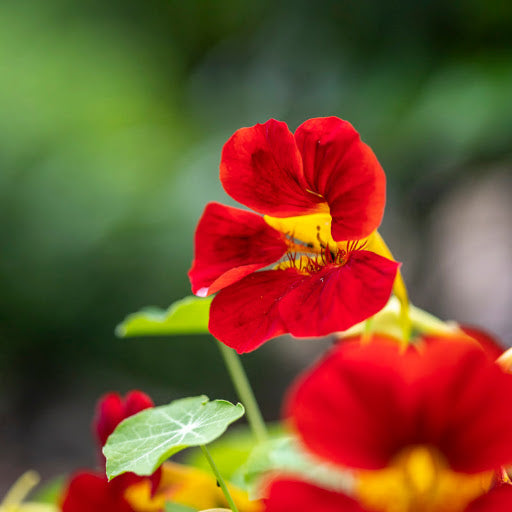 Dark Red Tropaeolum Nasturtium flowers blooming among rounded green leaves in a garden