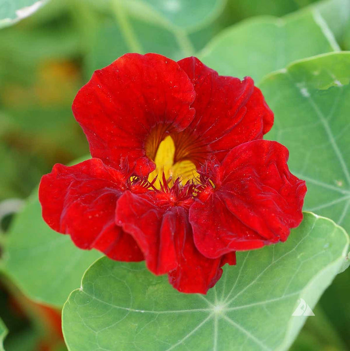 Dark Red flower seeds