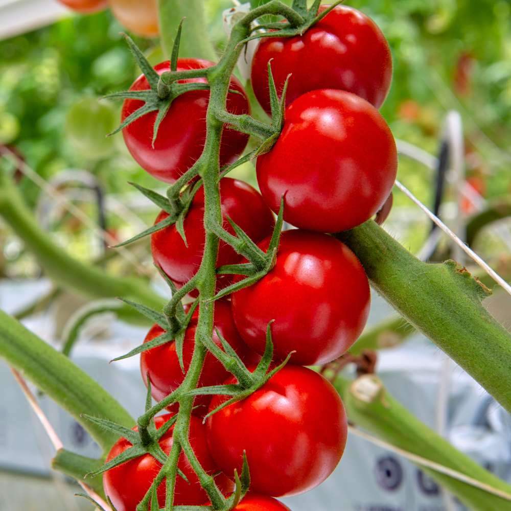 Dark Red Tomato Seeds