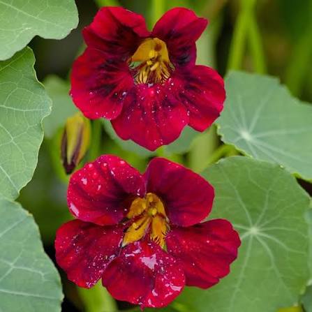 Dark Red Tropaeolum Nasturtium flowers blooming among rounded green leaves in a garden