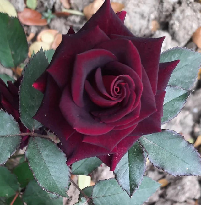 Red and Black Rose Flower Seeds for Planting – Heirloom Non-GMO Garden Seeds