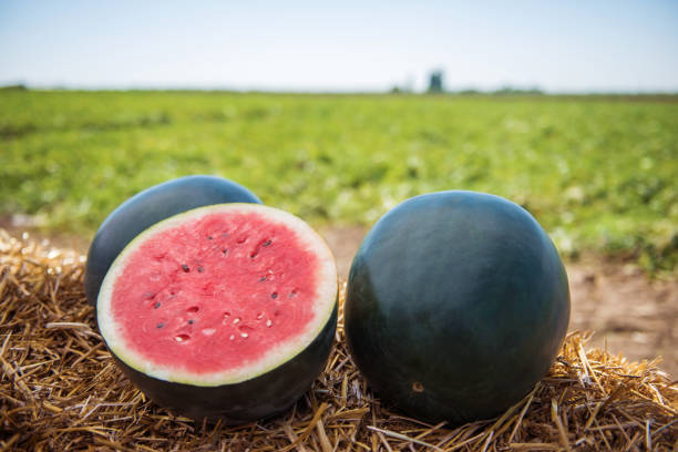 Black Watermelon fruit growing on a healthy garden vine with dark green rind