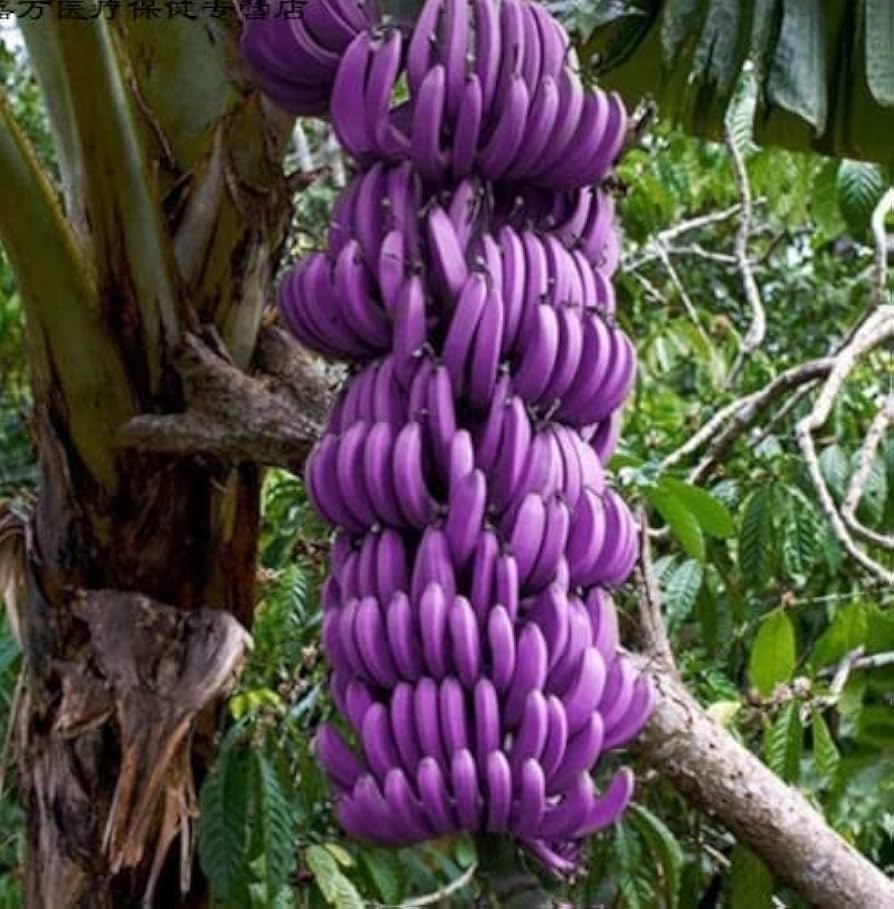 dark violet banana seeds