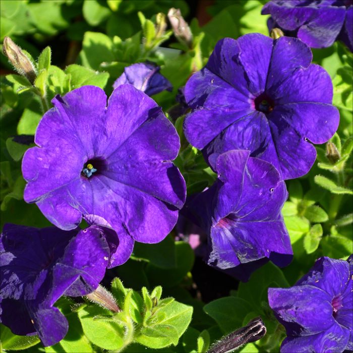 Dark Violet flower seeds
