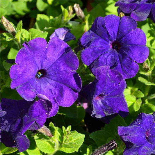 Dark Violet flower seeds