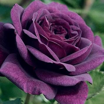 Dark Violet flower seeds