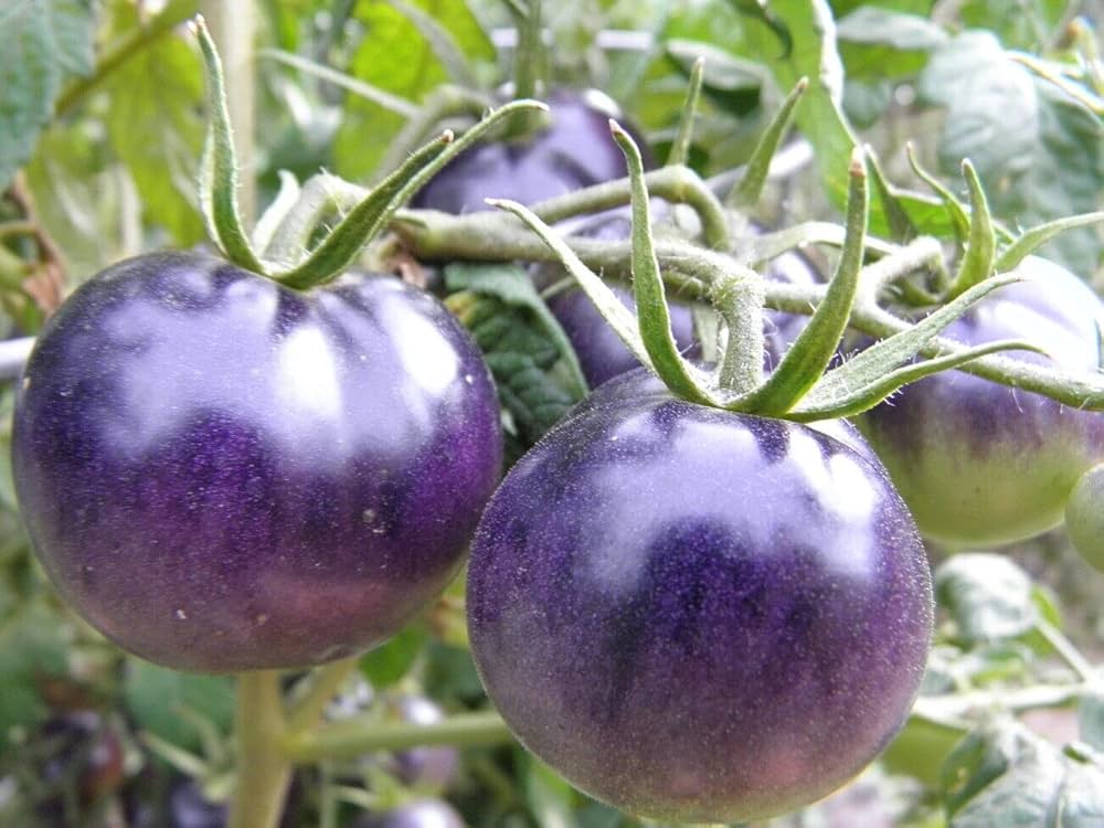 Purple Tomato Seeds