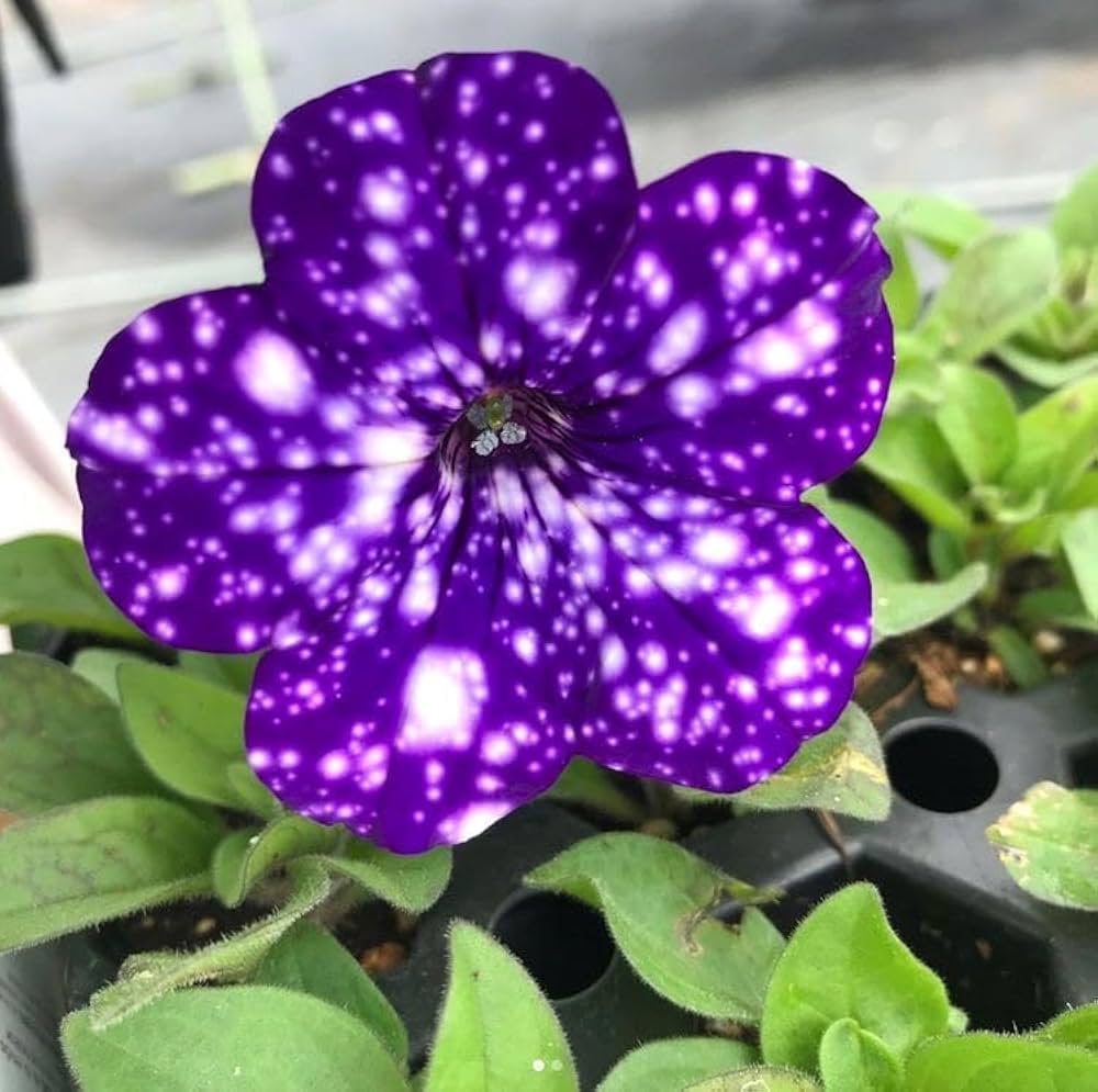 Dark Violet flower seeds