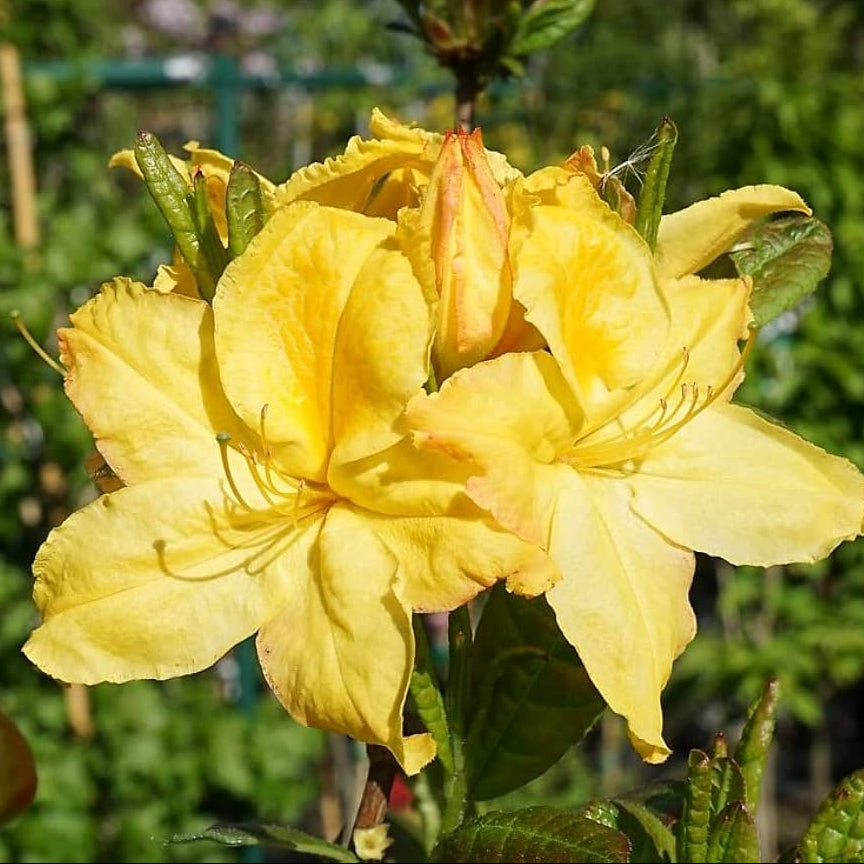 Dark Yellow flower seeds