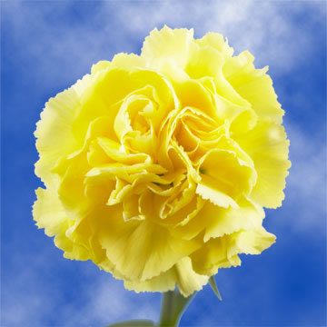 Dark Yellow flower seeds