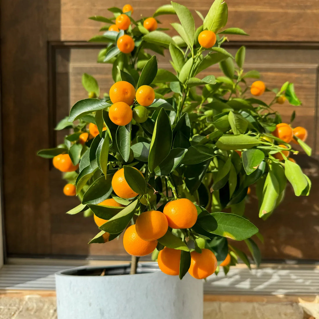 dark yellow orange seeds