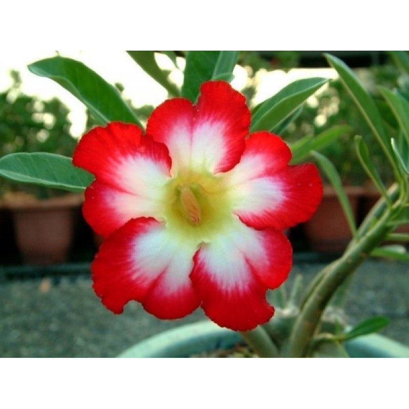 Red White flower seeds