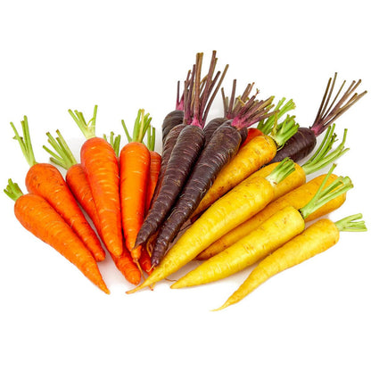Multi-Colored Carrot Vegetable Seeds for Planting – Heirloom Non-GMO Garden Seeds
