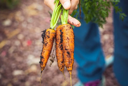 Garden Carrot Vegetable Seeds for Planting – Heirloom Non-GMO Garden Seeds