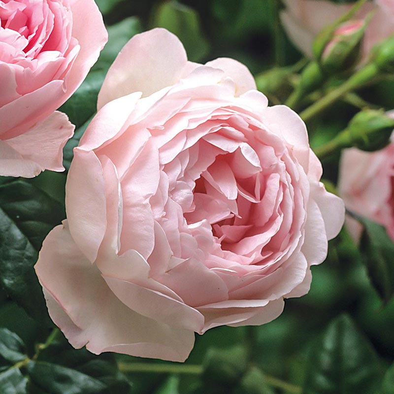 Pink David flower seeds