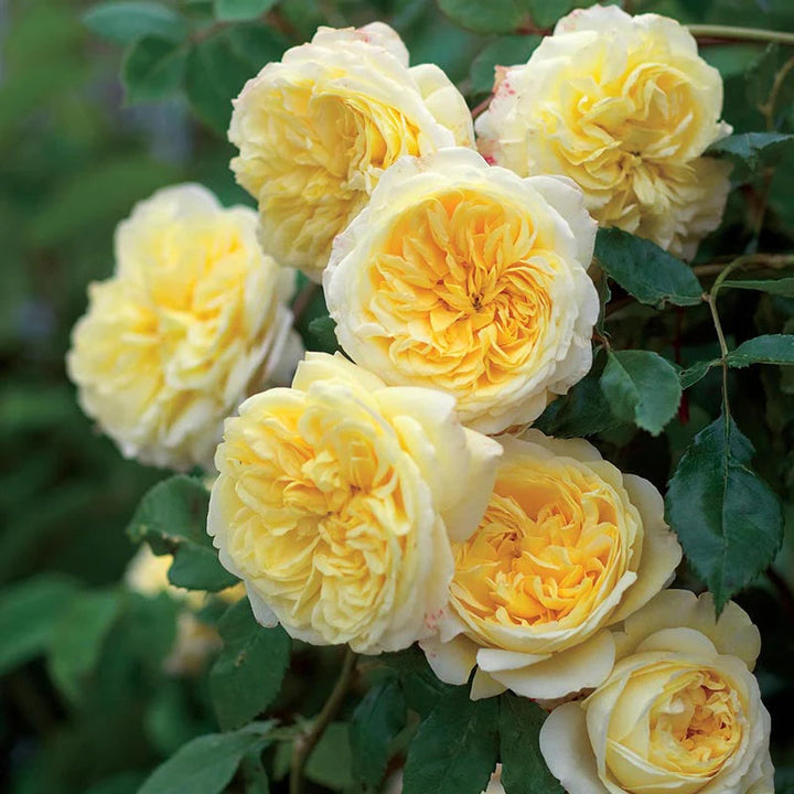 Yellow White flower seeds