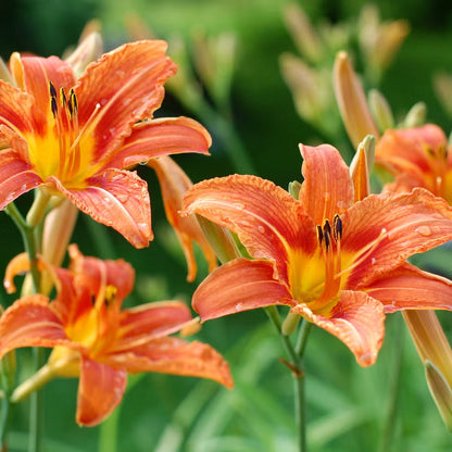 Orange Hemerocallis flower seeds
