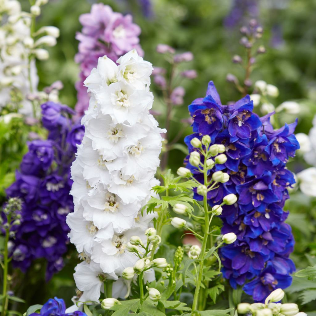 Delphinium flower seeds