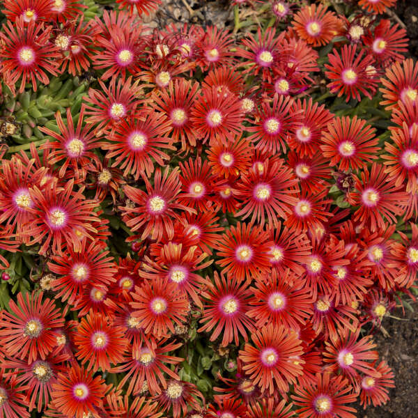 Delosperma Carmine flower seeds