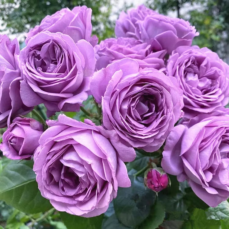 Purple Climbing flower seeds