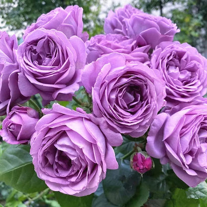 Purple Climbing flower seeds