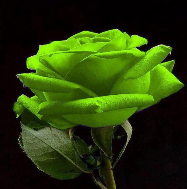 Green Rose flower seeds