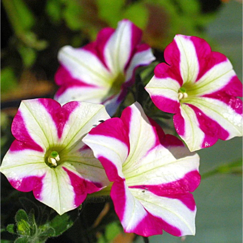 Pink White flower seeds