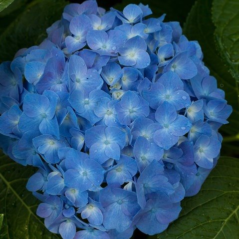 Deep Blue flower seeds