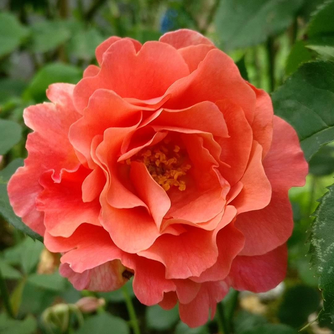 Deep Orange flower seeds