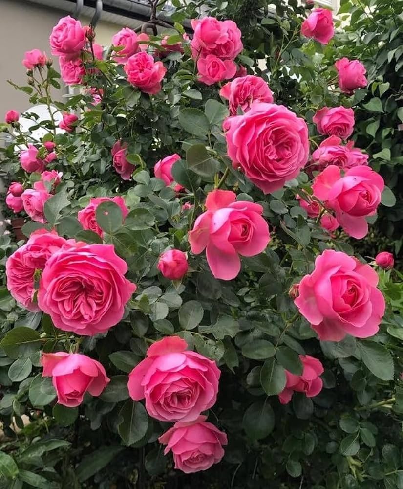 Deep Pink flower seeds