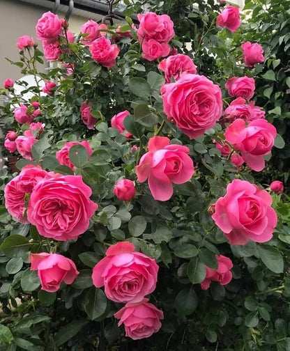 Deep Pink flower seeds
