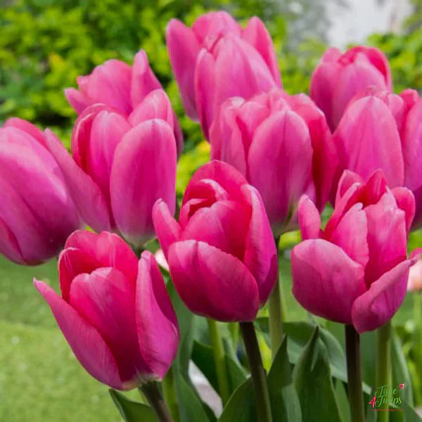 Deep Pink flower seeds