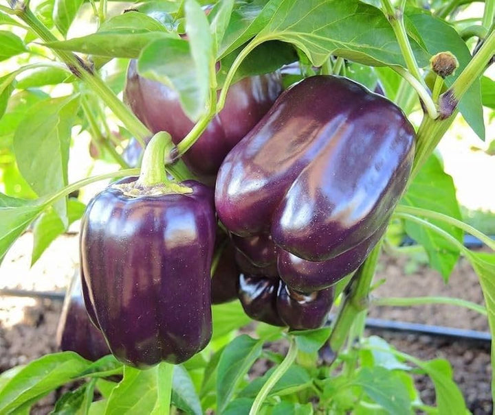 Deep Purple Bell Pepper Seeds