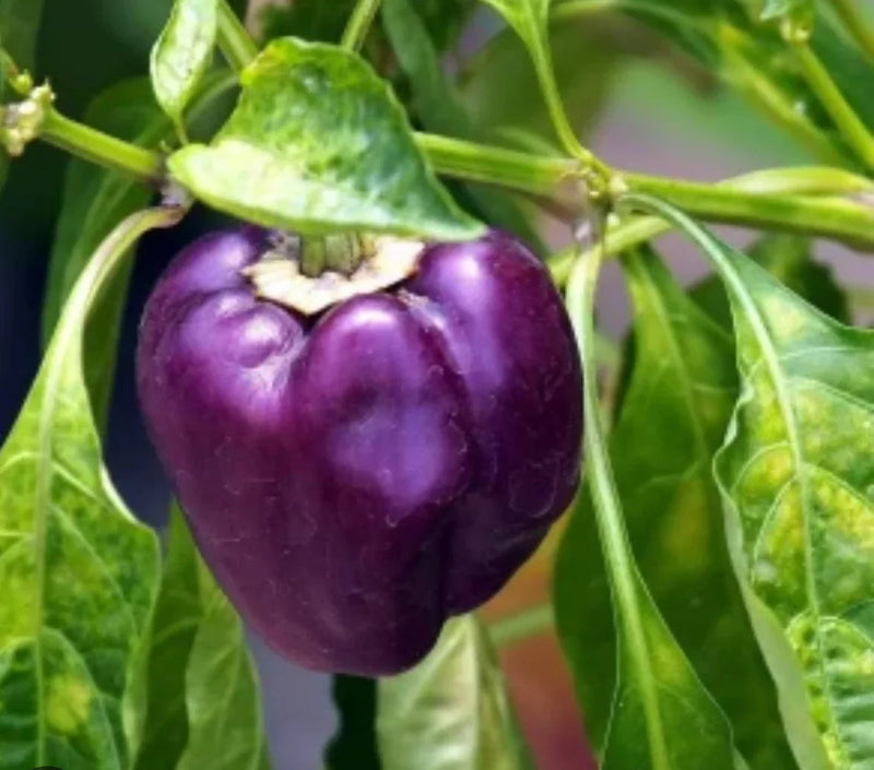 Deep Purple Bell Pepper Seeds for Planting – Heirloom Non-GMO Garden Seeds
